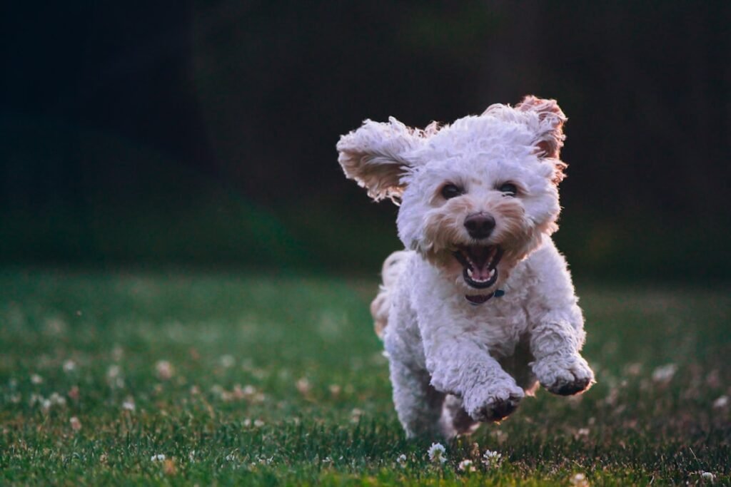 Photo Dog commands