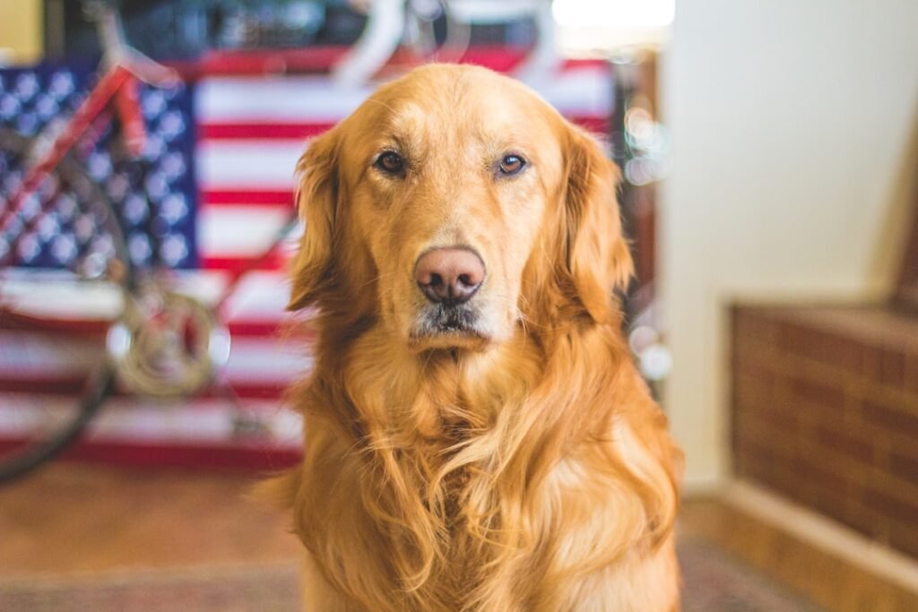 Photo Image: Dog training