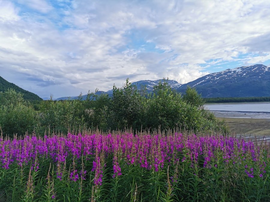 Norway Summer
