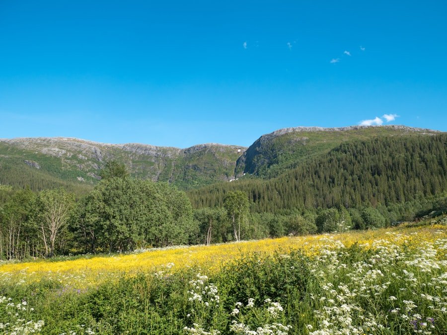 Norway Summer
