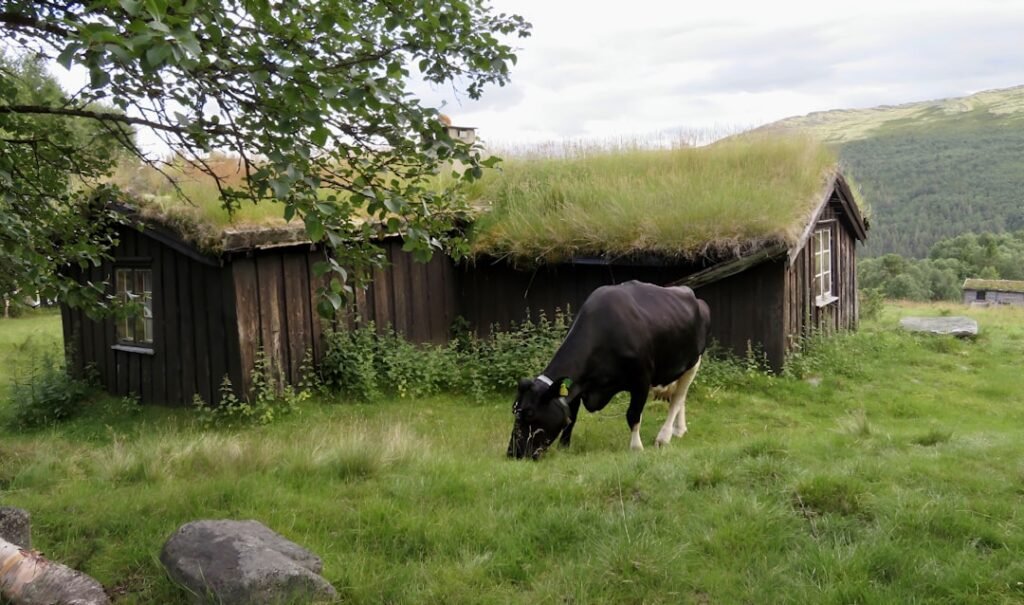 Photo Norway Summer