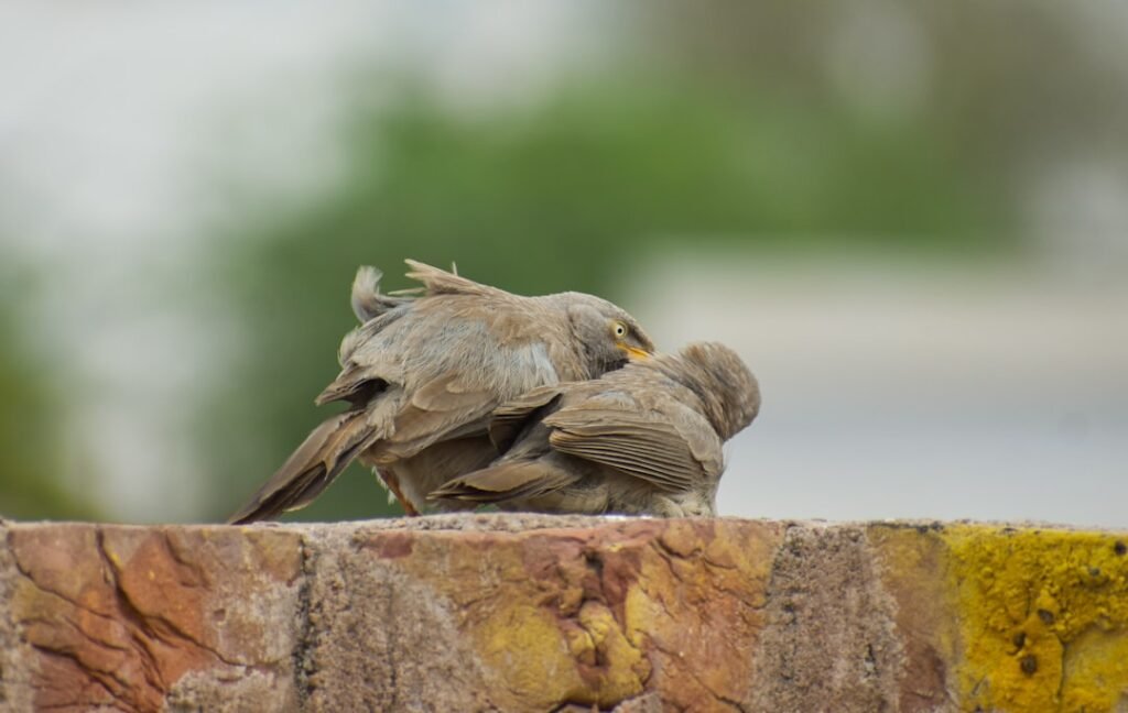 Photo Sesje dla rannych ptaszków